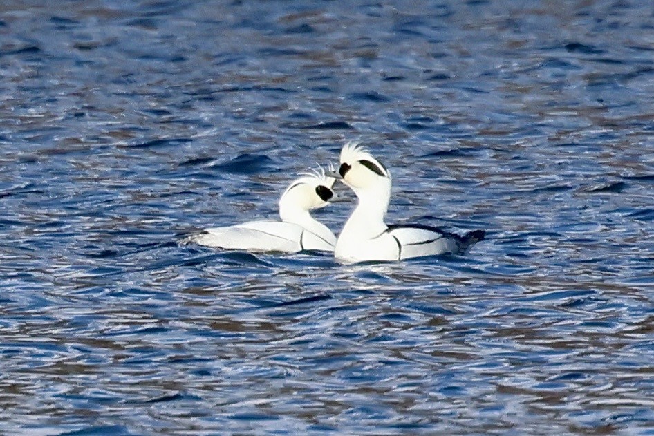 Smew - ML646238519