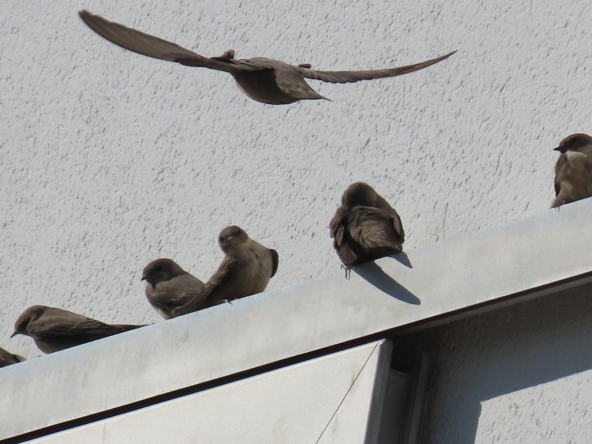 Eurasian Crag-Martin - ML646238520