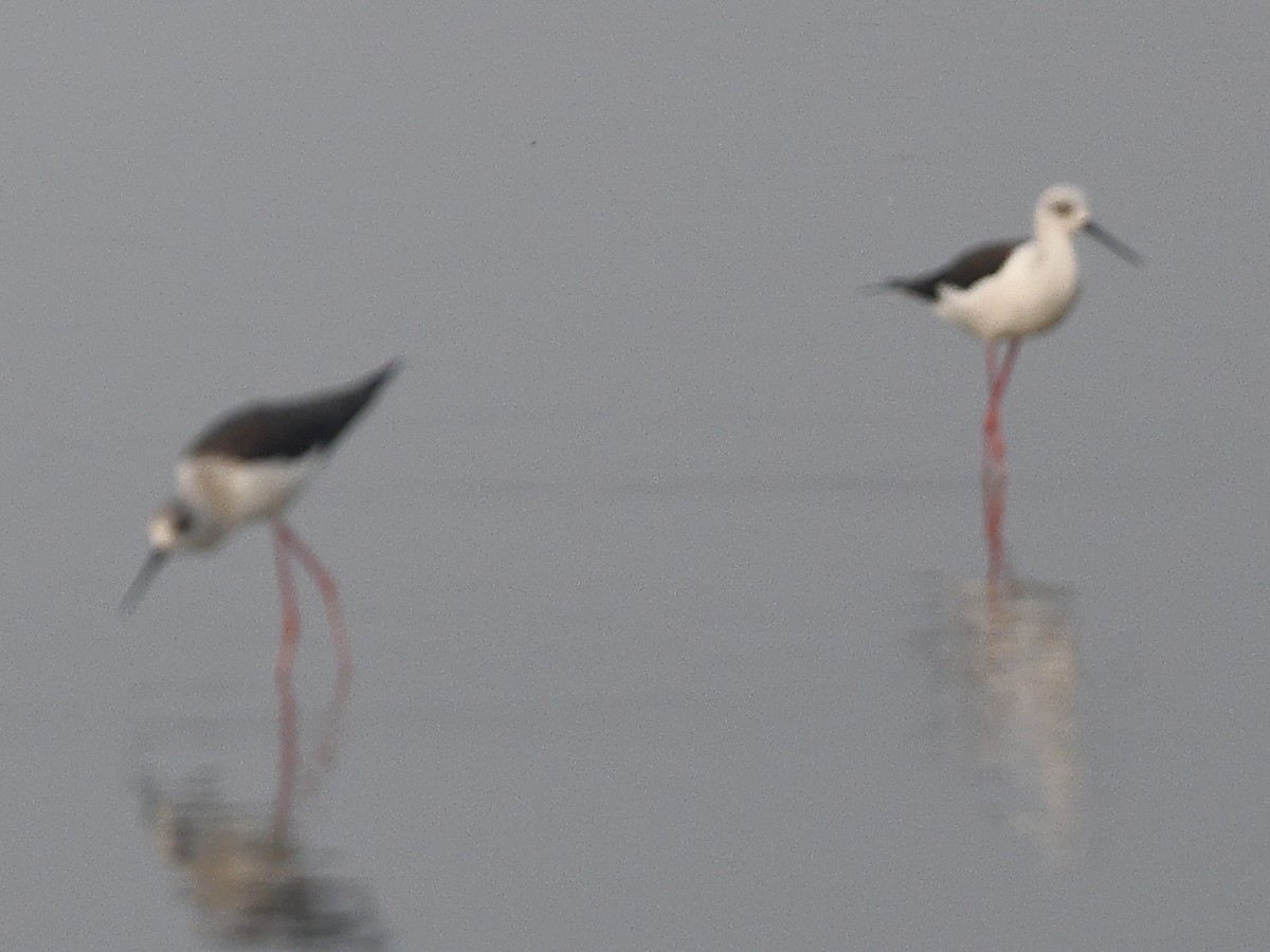 Échasse blanche - ML646238525