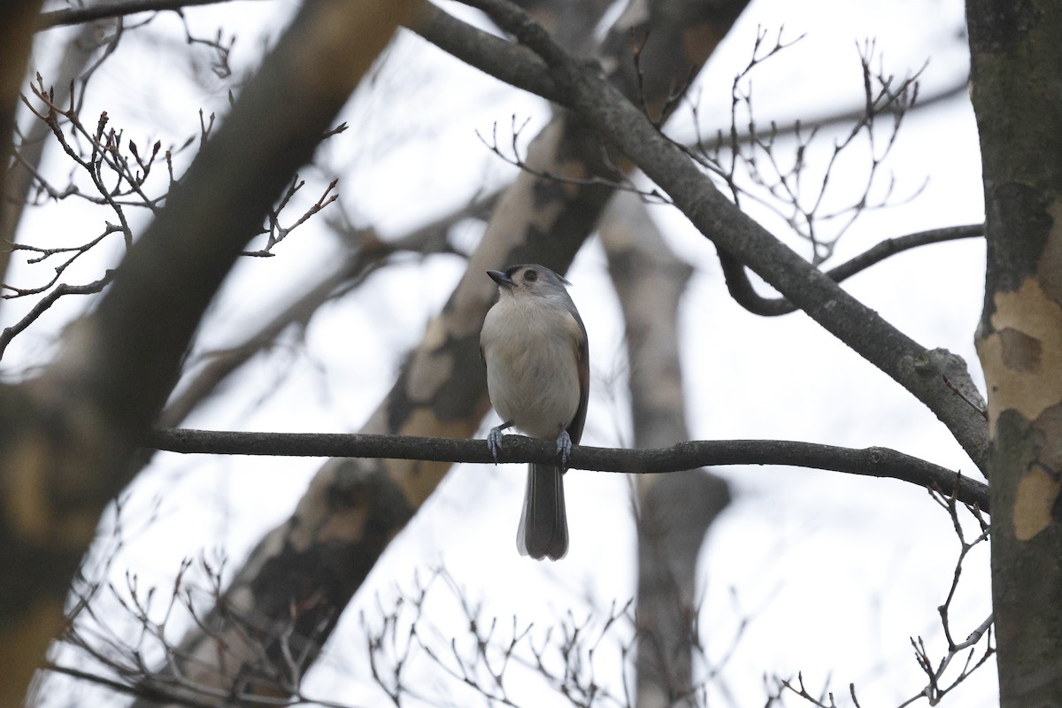 Mésange bicolore - ML646238526