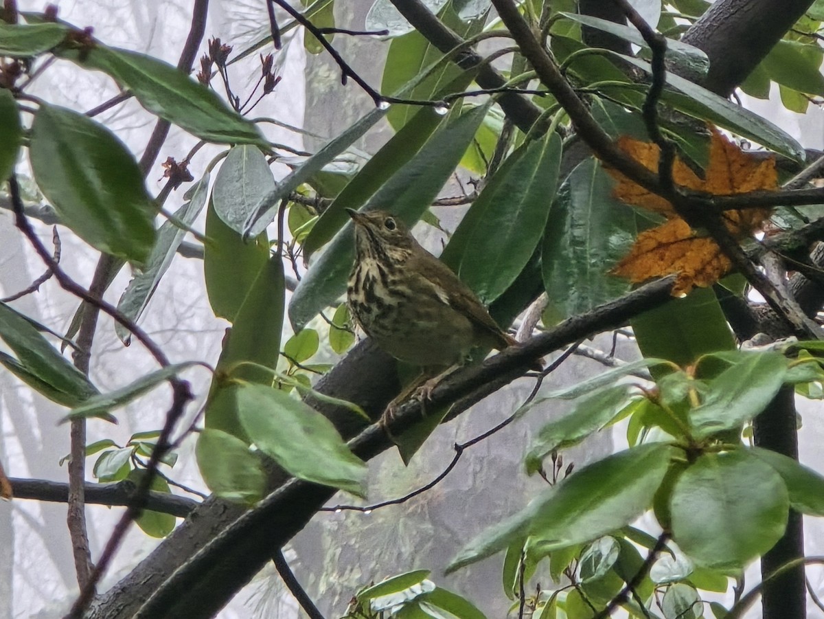 Hermit Thrush - ML646238527