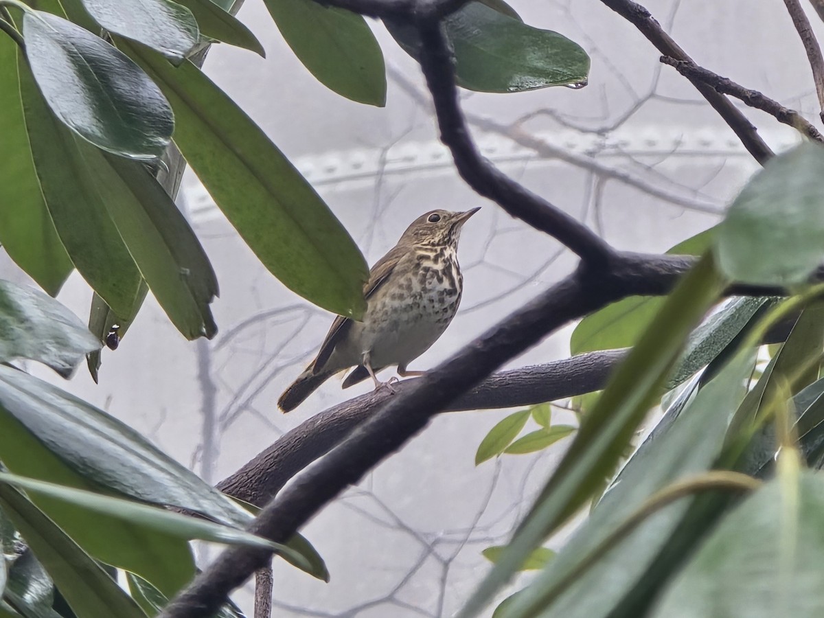 Hermit Thrush - ML646238528