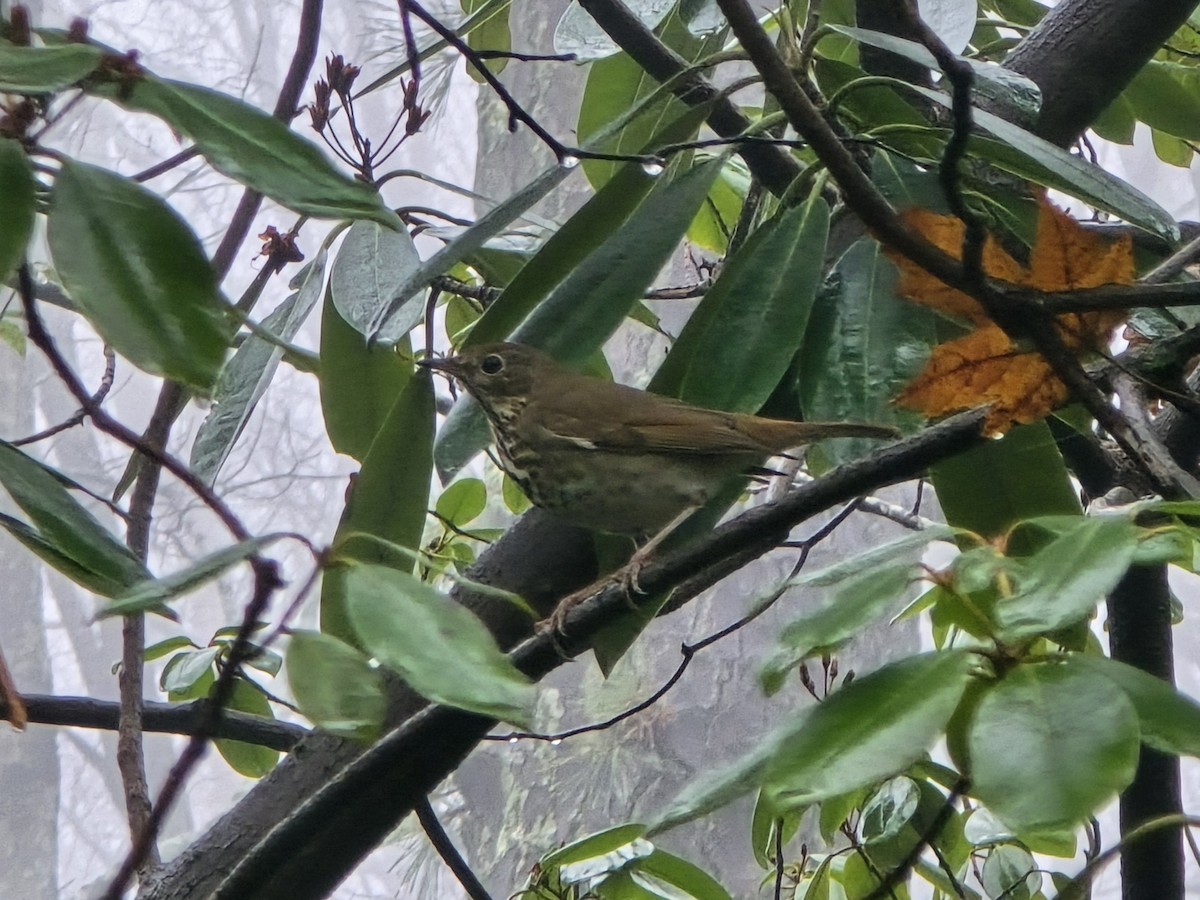 Hermit Thrush - ML646238529