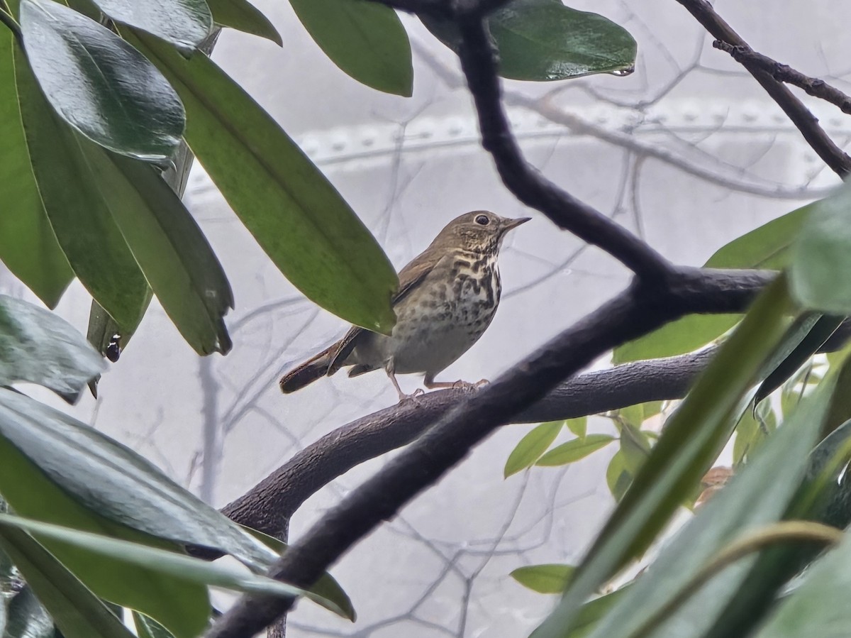 Hermit Thrush - ML646238530