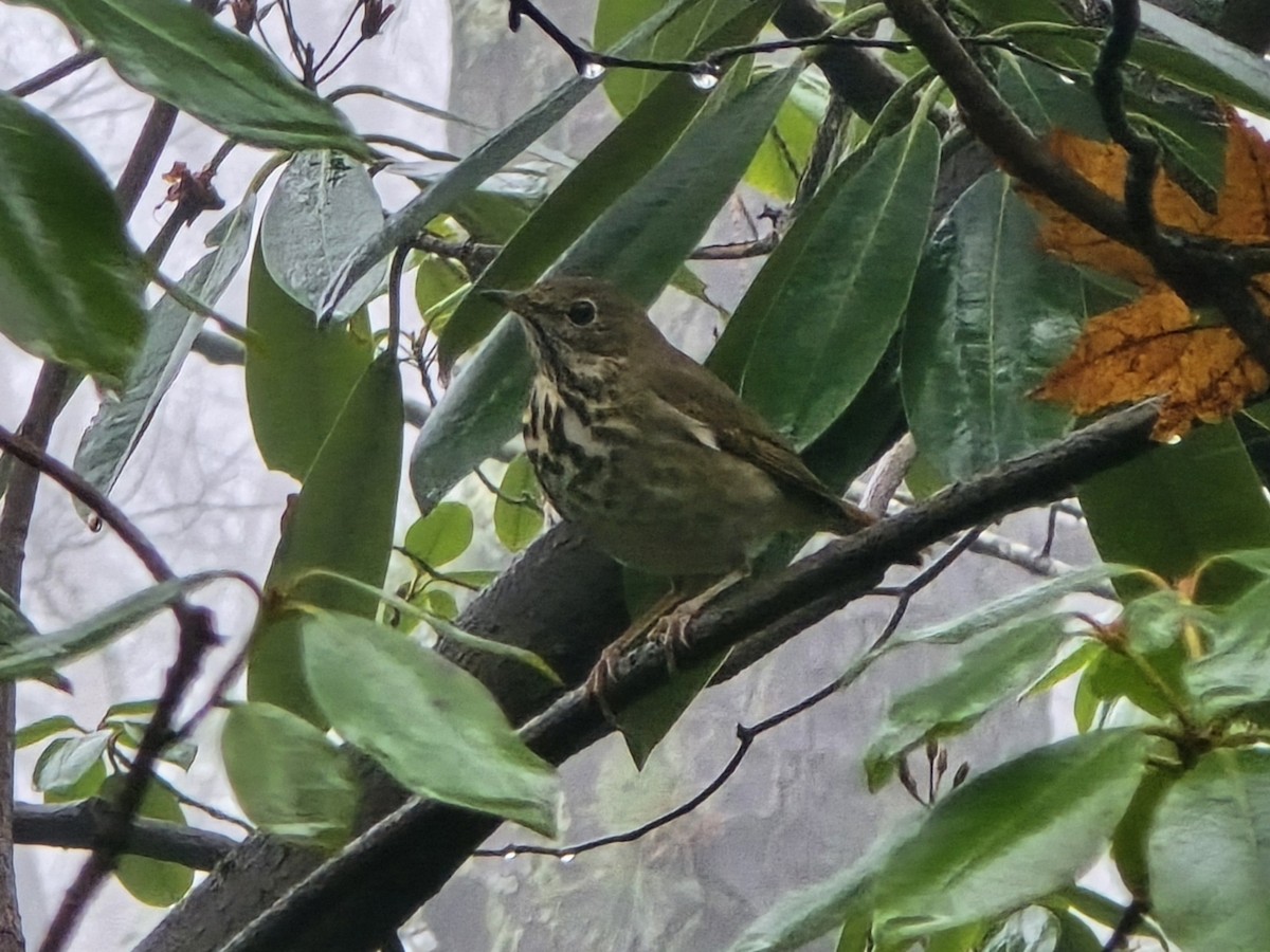 Hermit Thrush - ML646238531