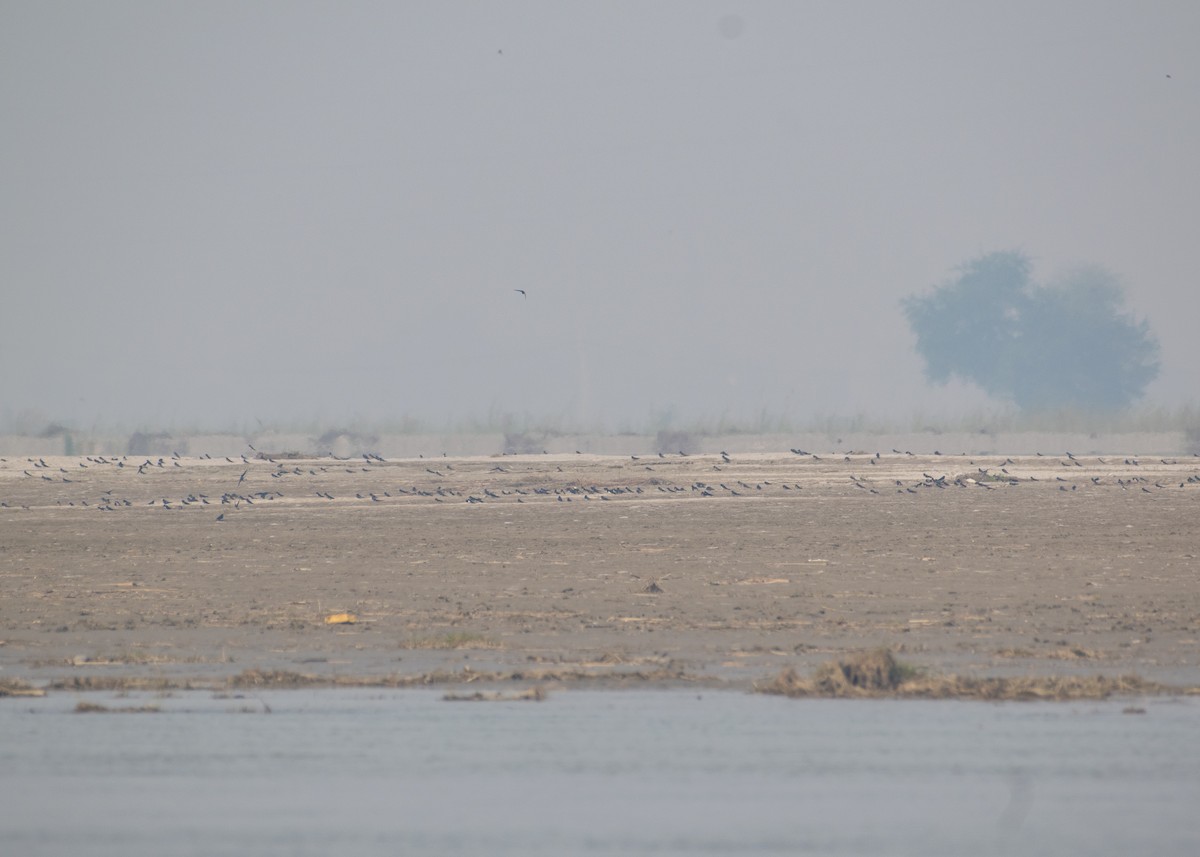 Barn Swallow - ML646238536