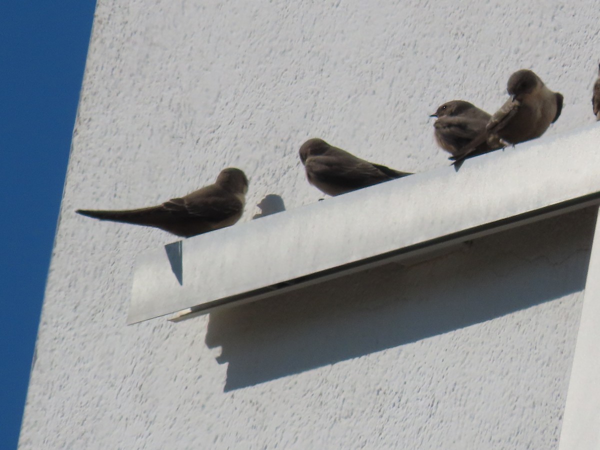 Eurasian Crag-Martin - ML646238537