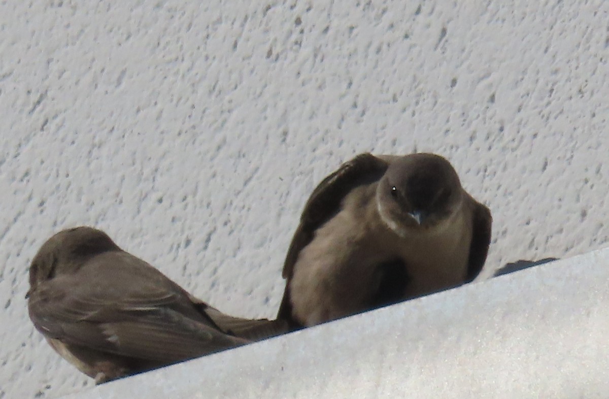 Eurasian Crag-Martin - ML646238539