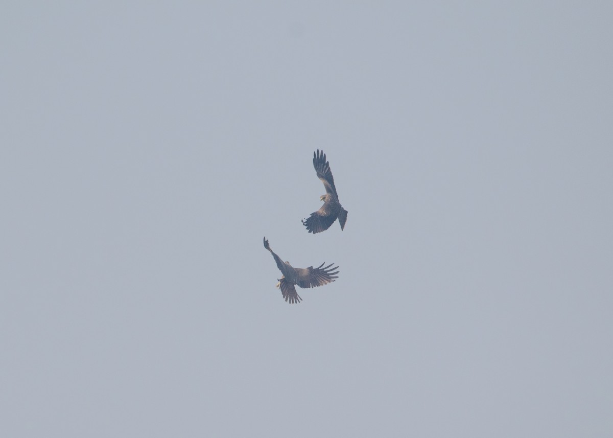 Black Kite - ML646238540