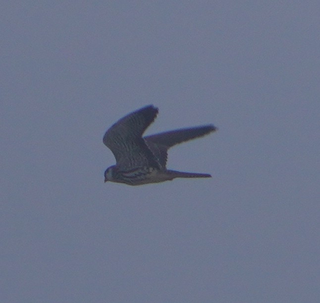 Amurfalke - ML646238546