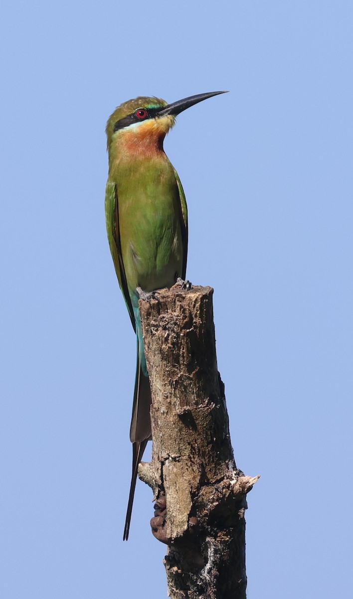 Blue-tailed Bee-eater - ML646238549