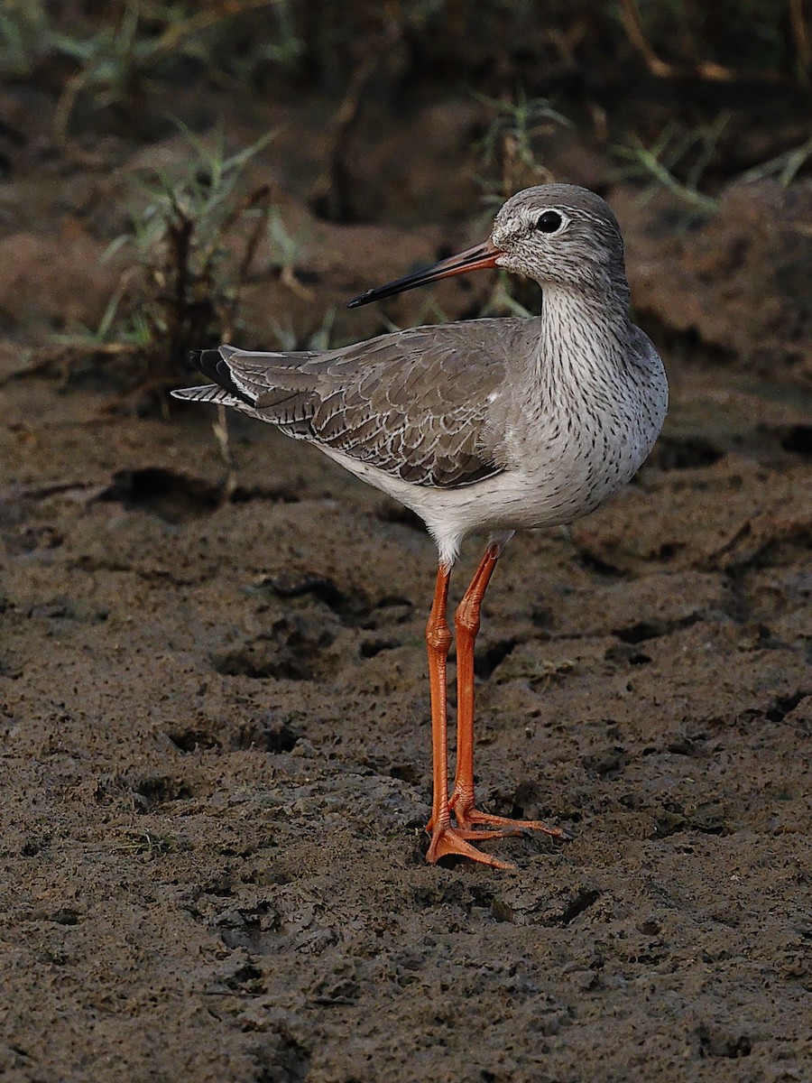 Chevalier gambette - ML646238550