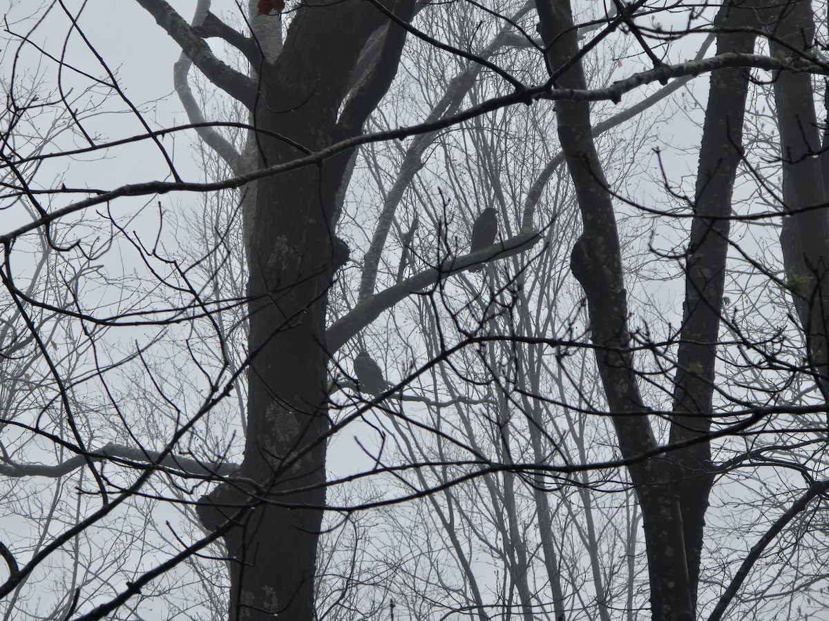 American Crow - ML646238551