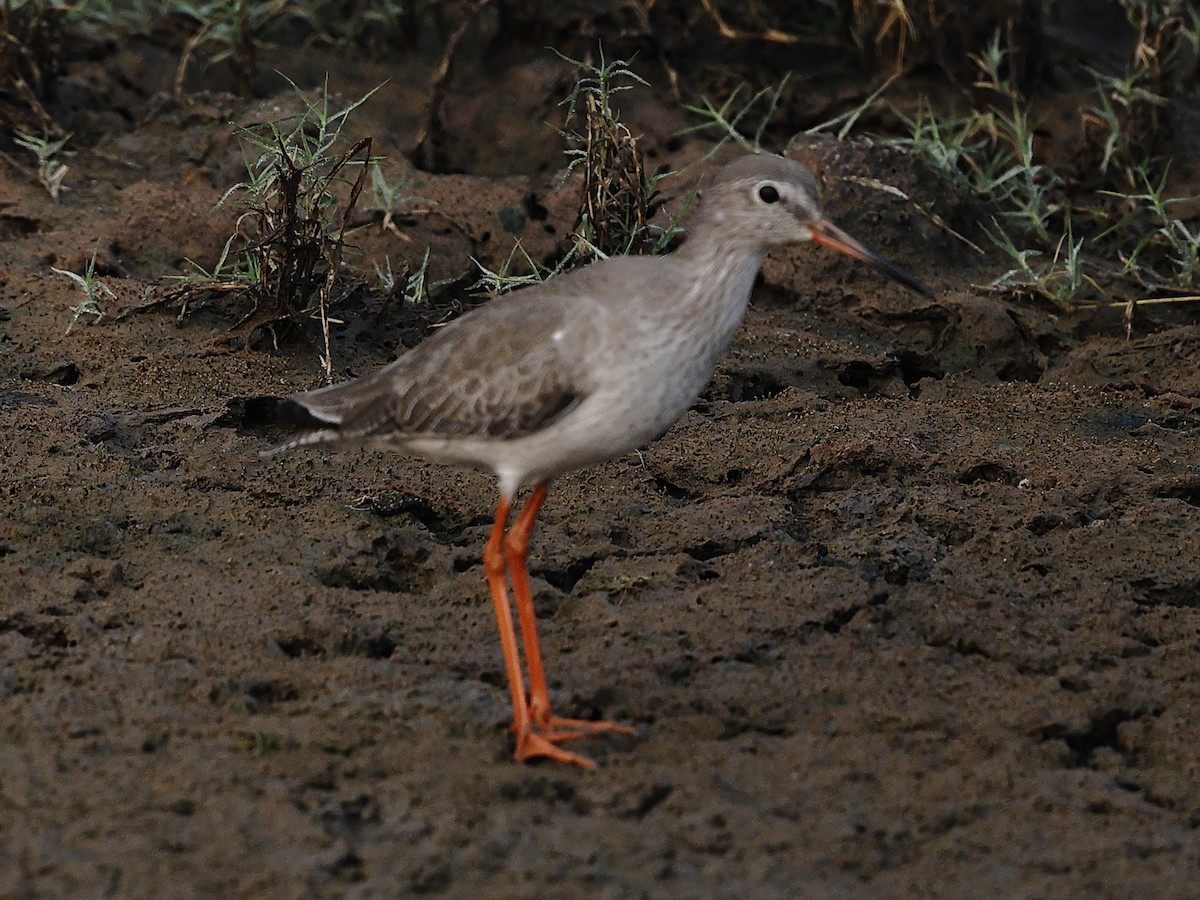 Chevalier gambette - ML646238552