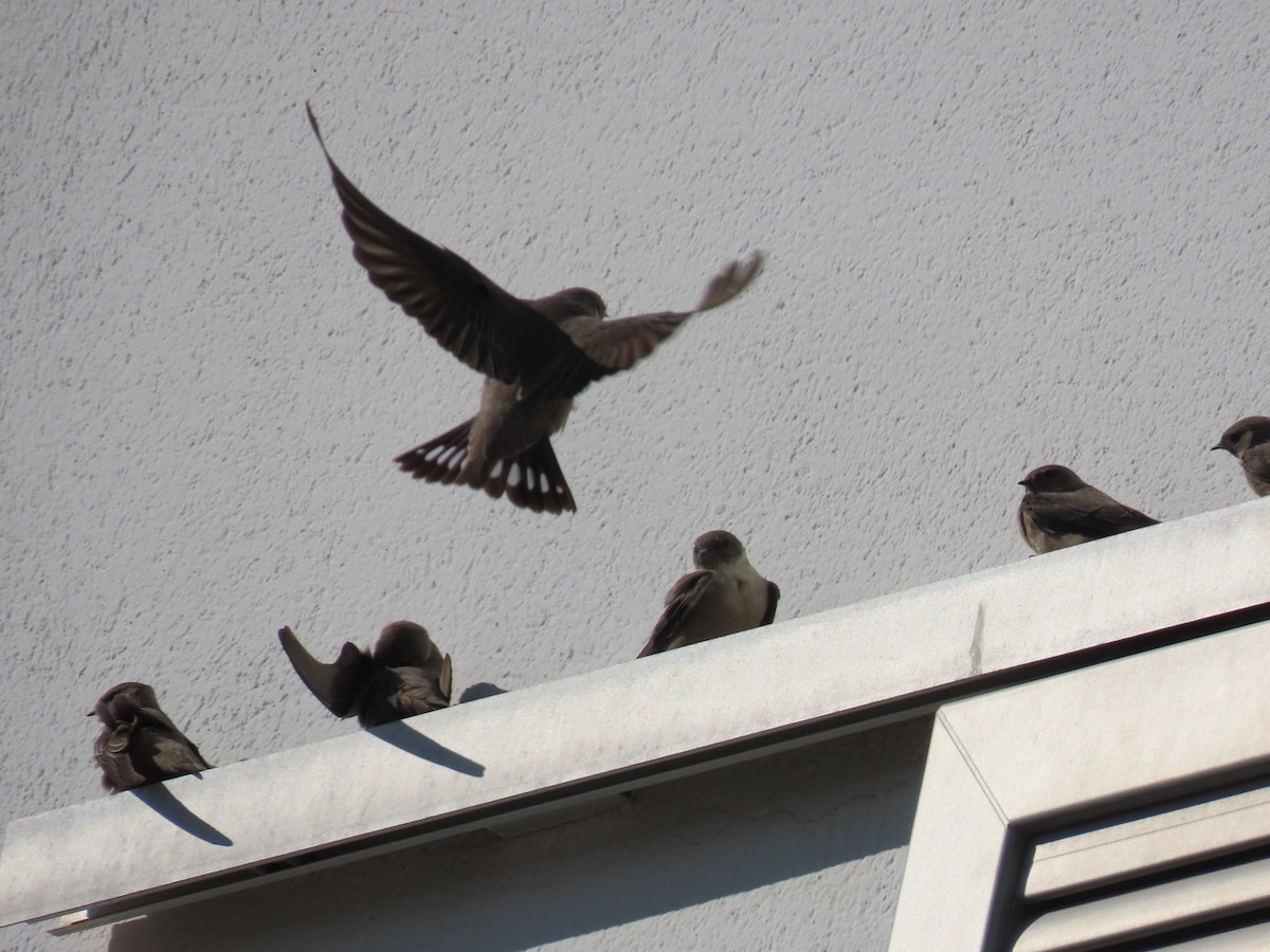 Eurasian Crag-Martin - ML646238555