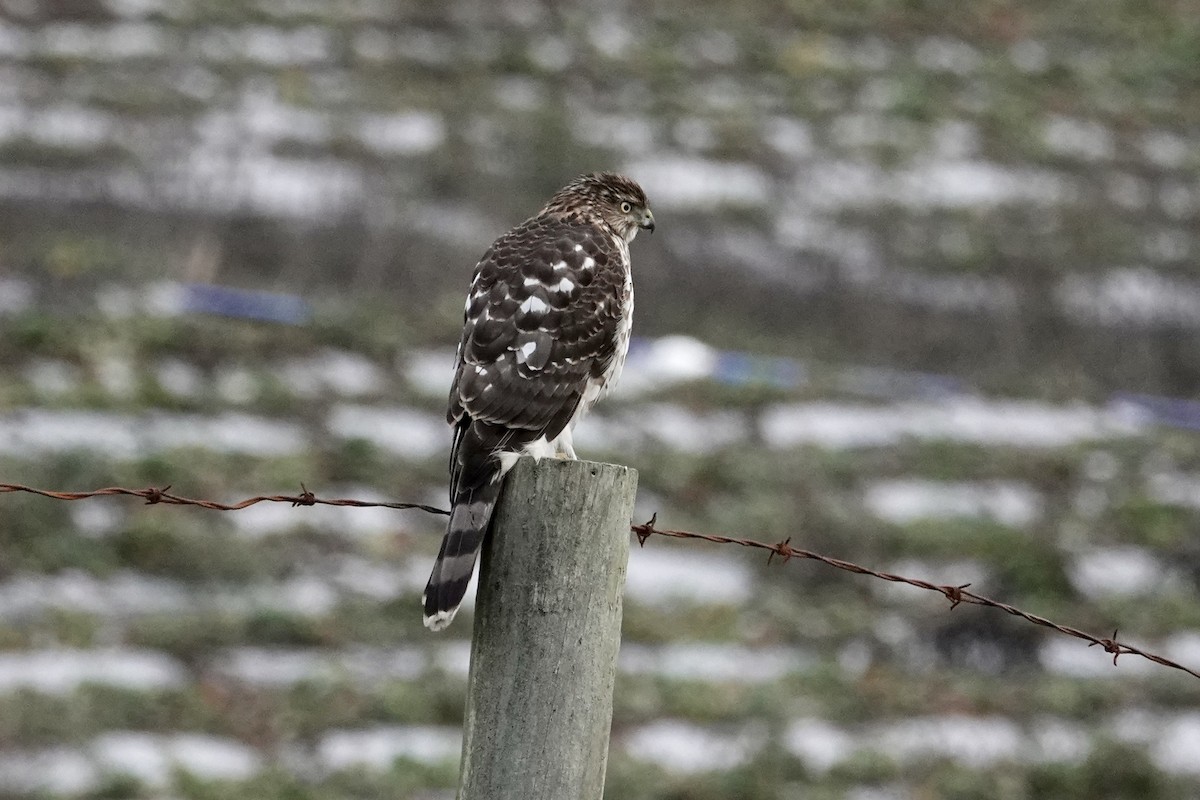Cooper's Hawk - ML646238557