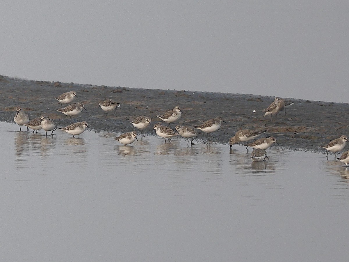 Dunlin - ML646238563