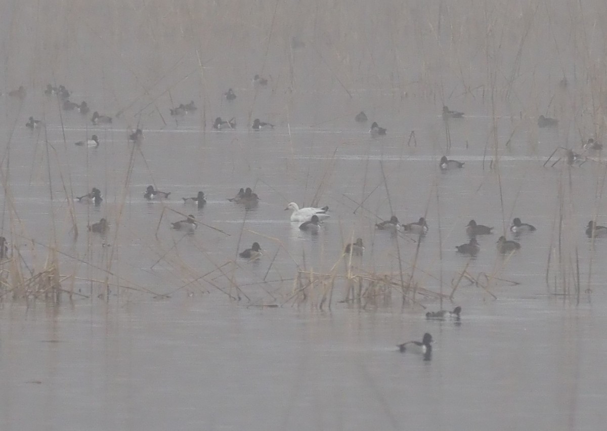 Snow Goose - ML646238565