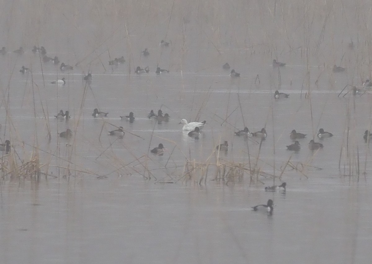 Snow Goose - ML646238566