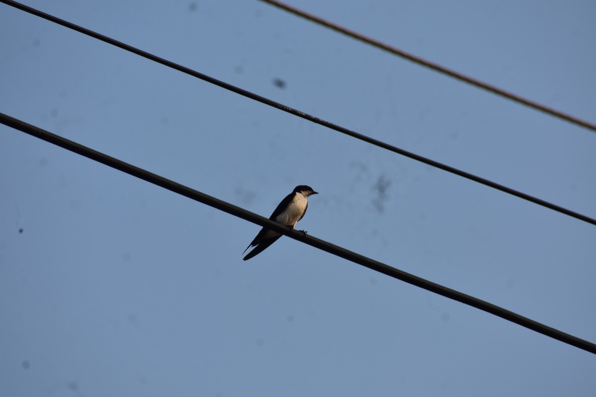 Barn Swallow - ML646238567