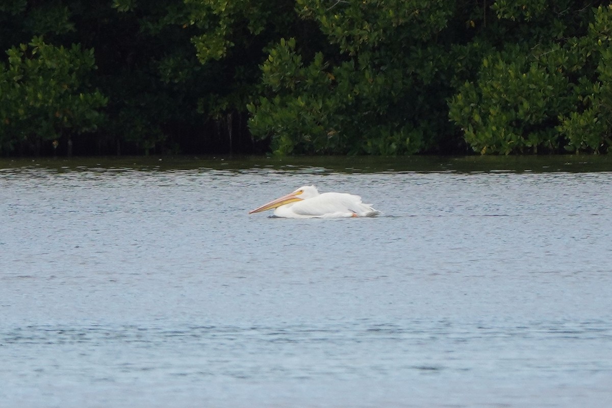 American White Pelican - ML646238568