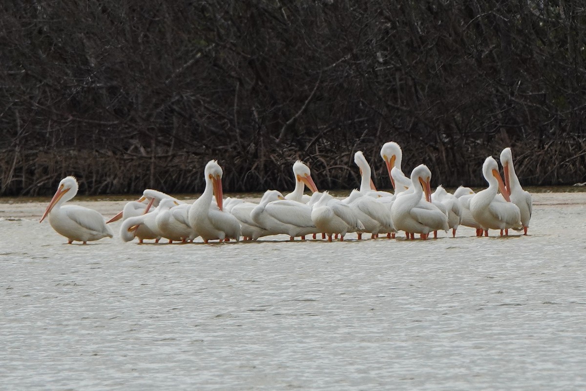 American White Pelican - ML646238569