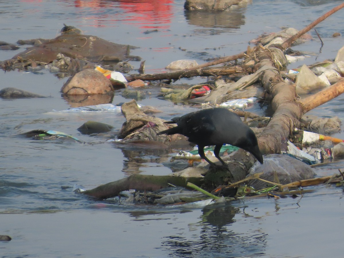 House Crow - ML646238570