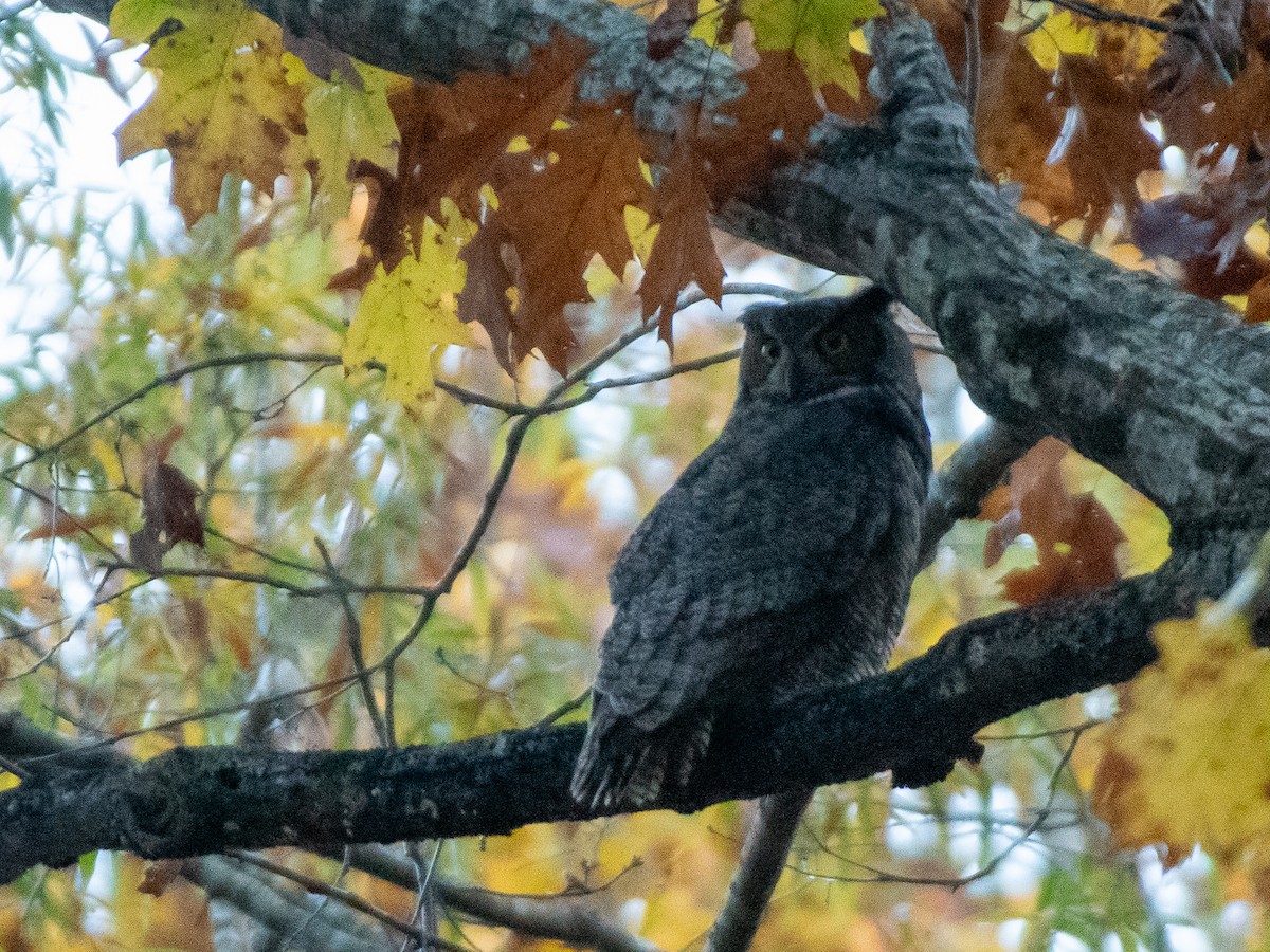 Great Horned Owl - ML646238571