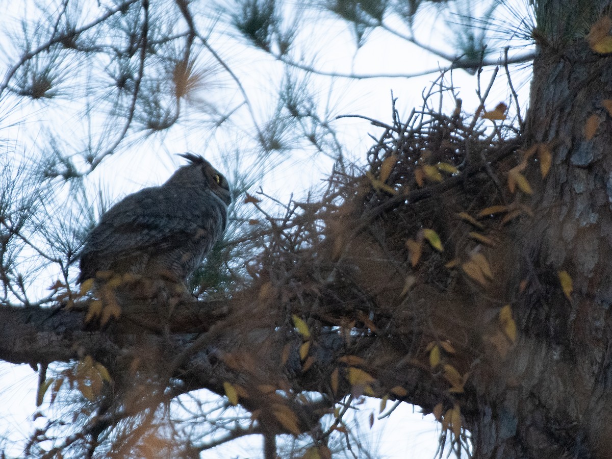 Great Horned Owl - ML646238574