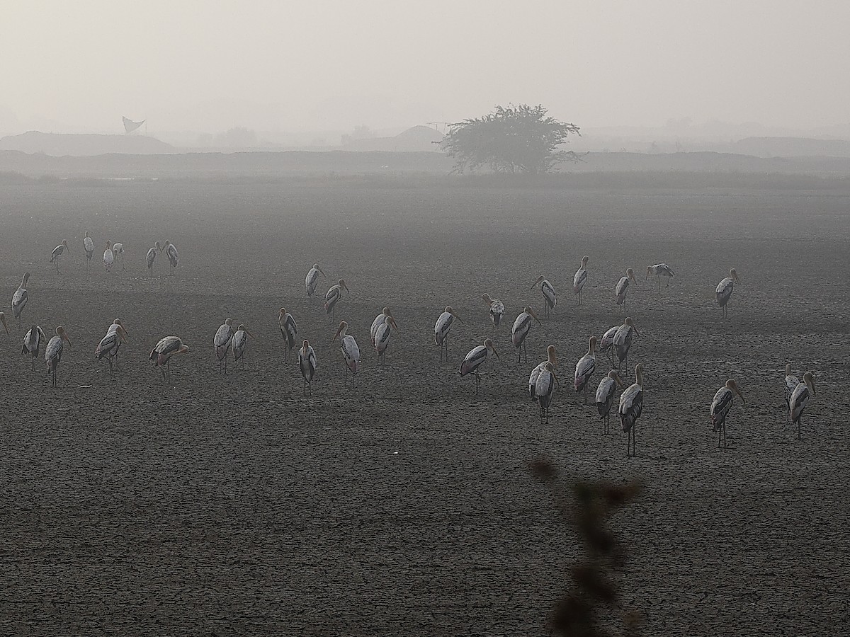 Painted Stork - ML646238575