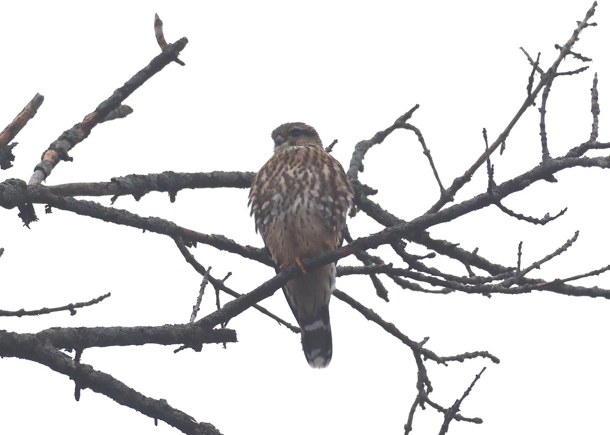 Merlin (Taiga) - ML646238576