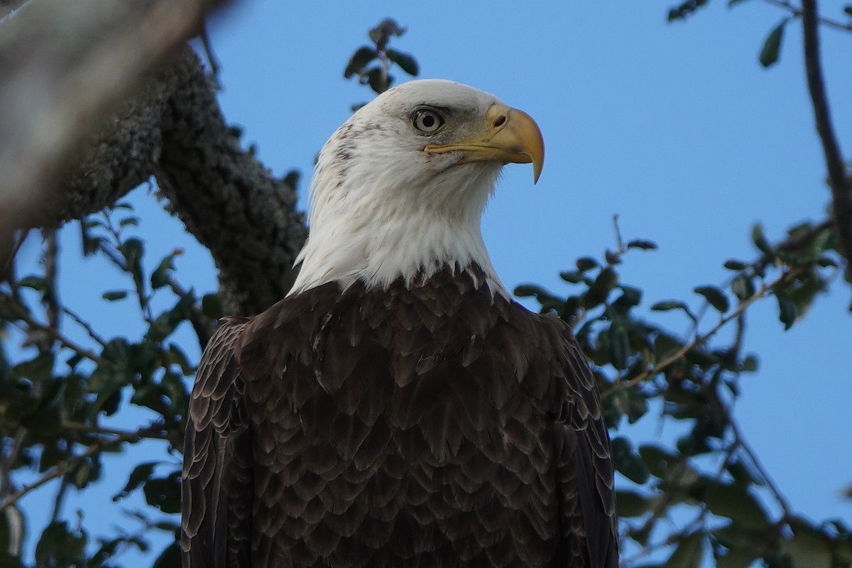 Bald Eagle - ML646238579