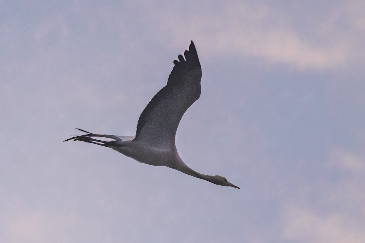 Common Crane - ML646238581