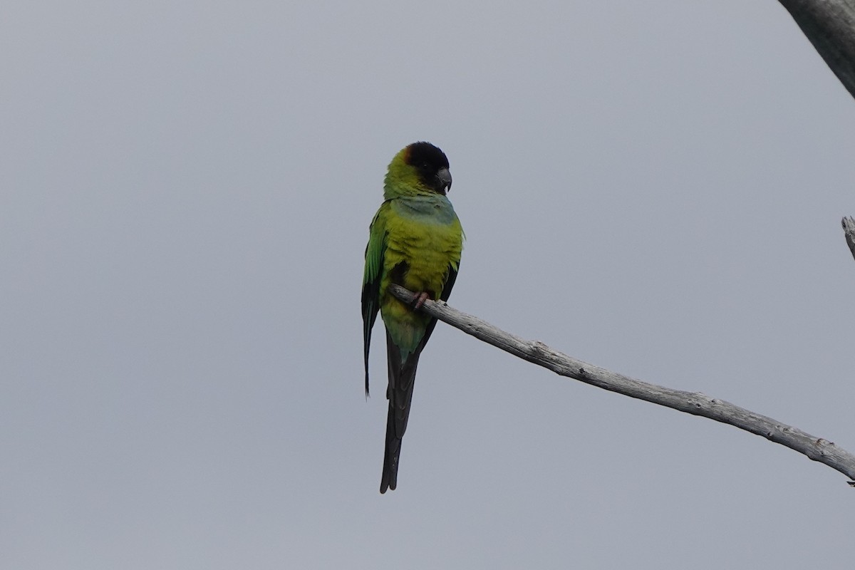 Nanday Parakeet - ML646238588