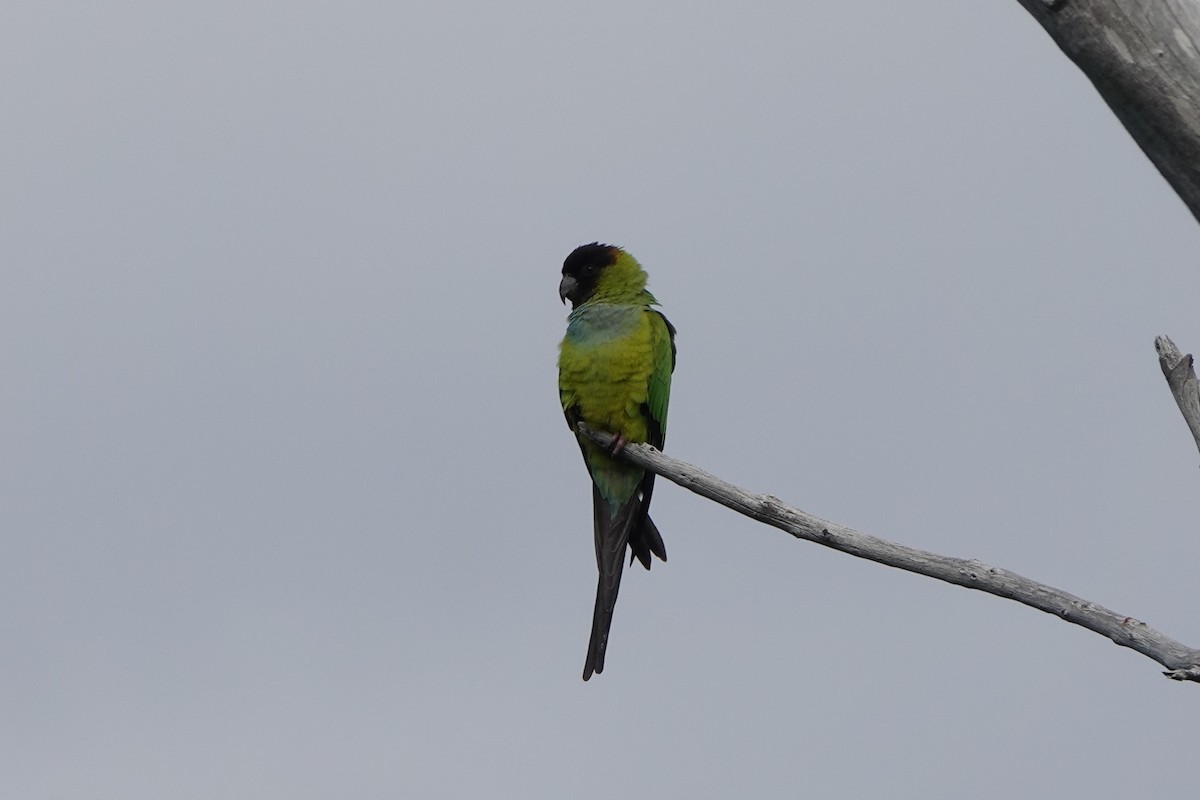Nanday Parakeet - ML646238589
