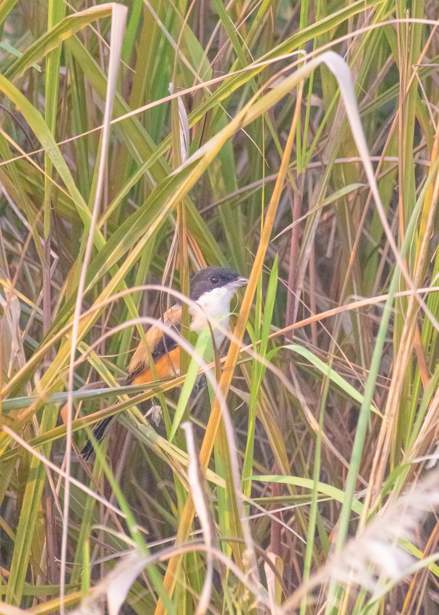 Long-tailed Shrike - ML646238590