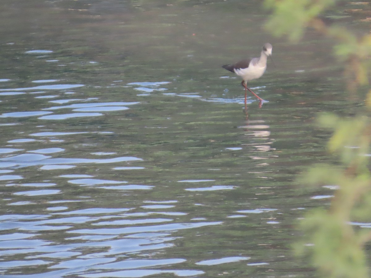 Black-winged Stilt - ML646238591