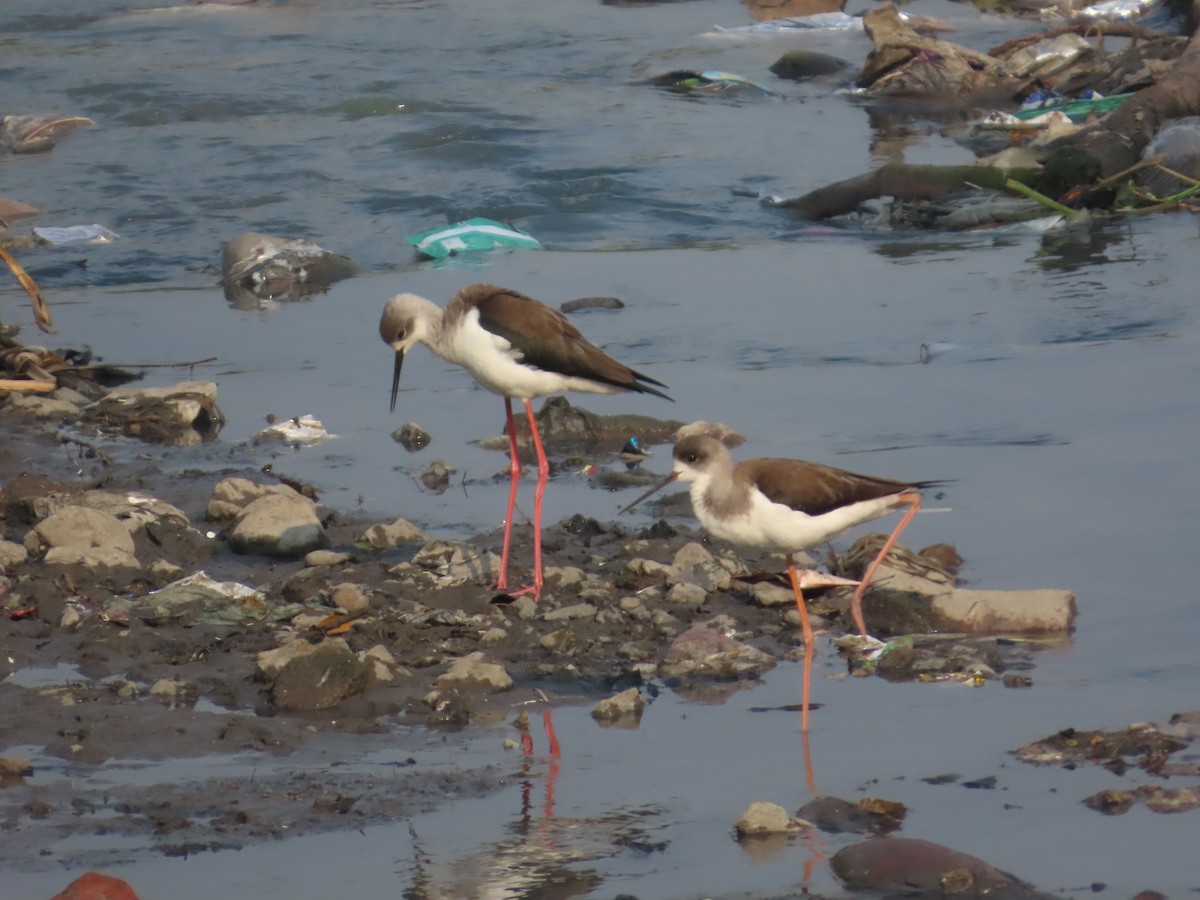 Black-winged Stilt - ML646238592