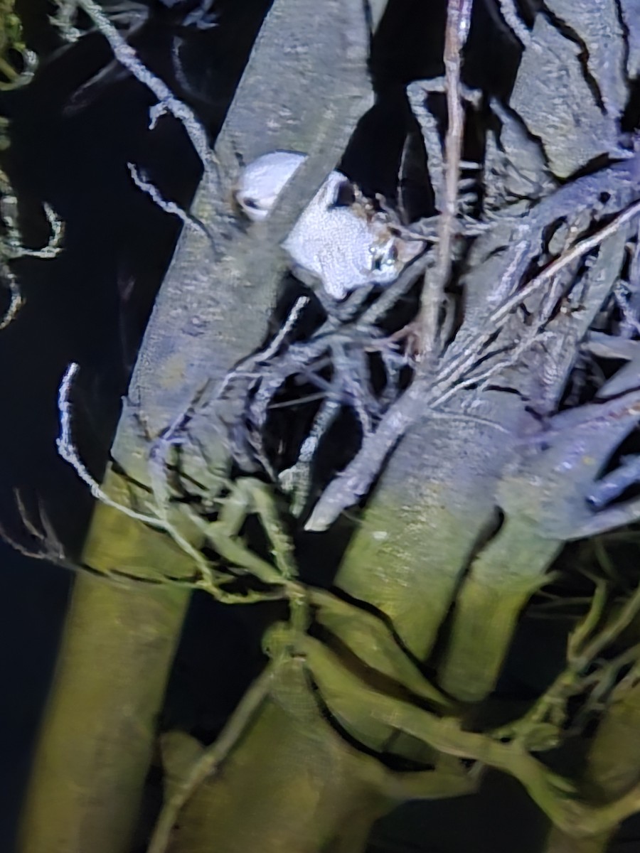 Domestic Cat - ML646238593