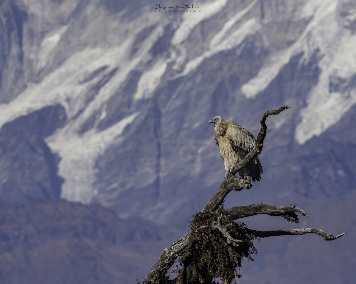 Himalayan Griffon - ML646238594