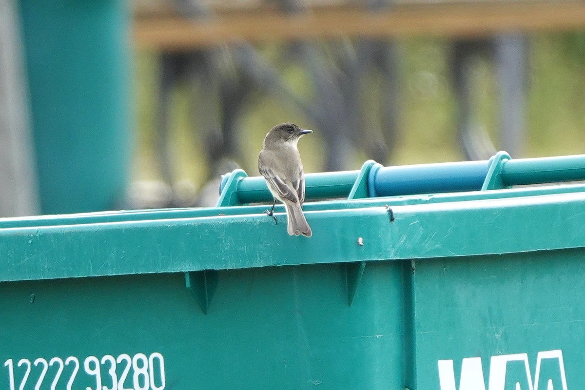 Eastern Phoebe - ML646238595