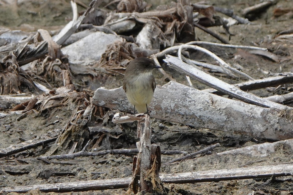 Eastern Phoebe - ML646238596