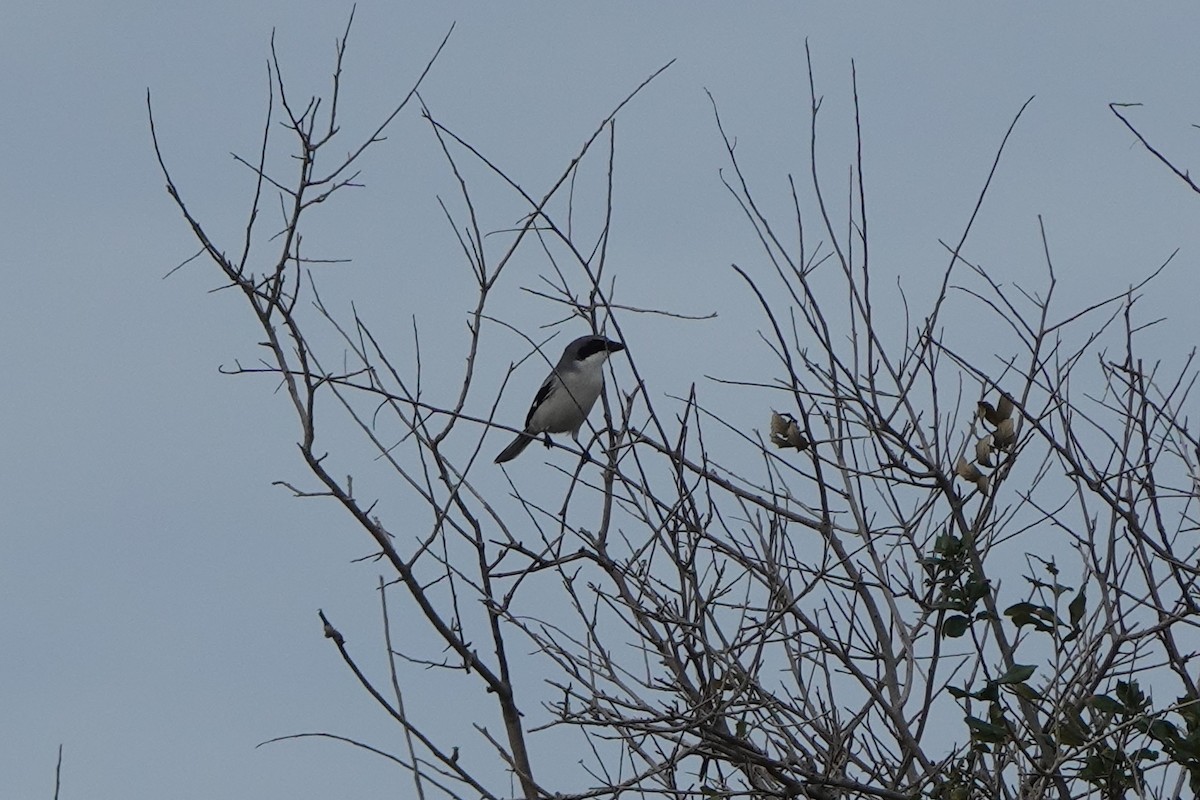 Loggerhead Shrike - ML646238599