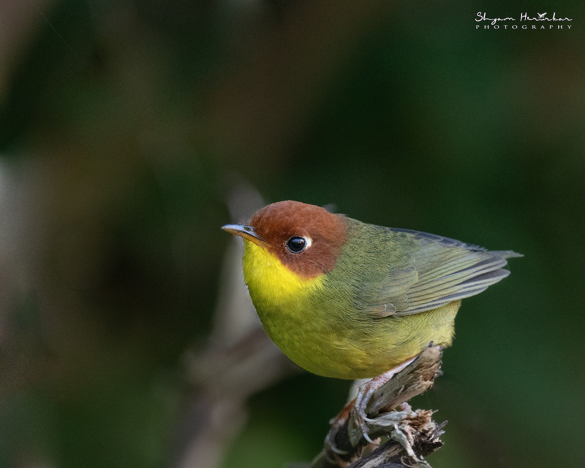 Rotkopf-Seidensänger - ML646238603