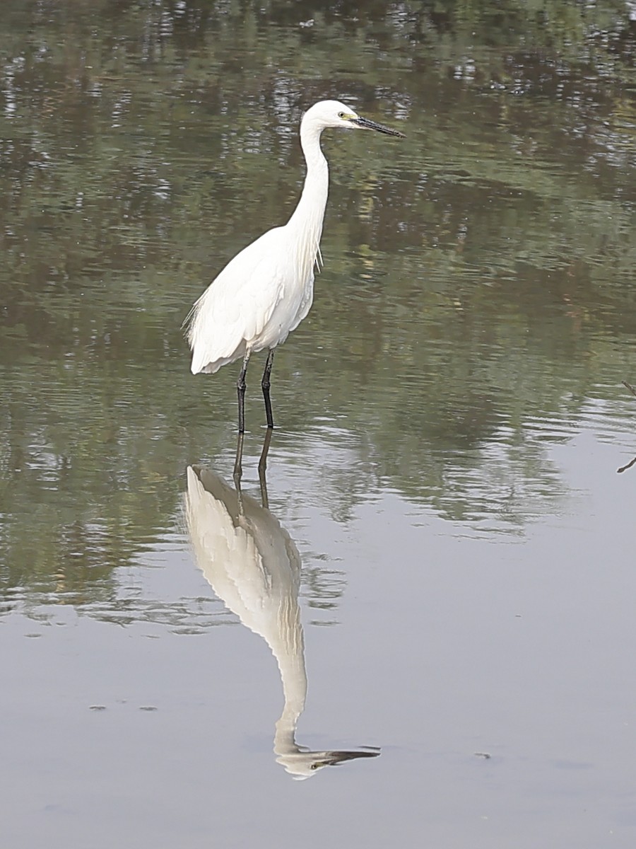 Seidenreiher - ML646238611