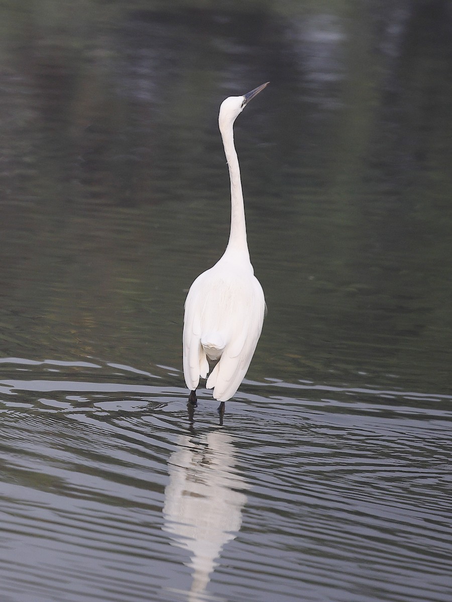 Seidenreiher - ML646238612