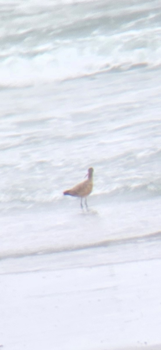 Marbled Godwit - ML646238613