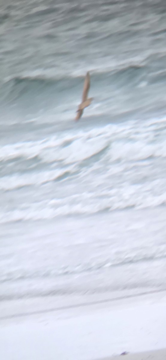 Marbled Godwit - ML646238614