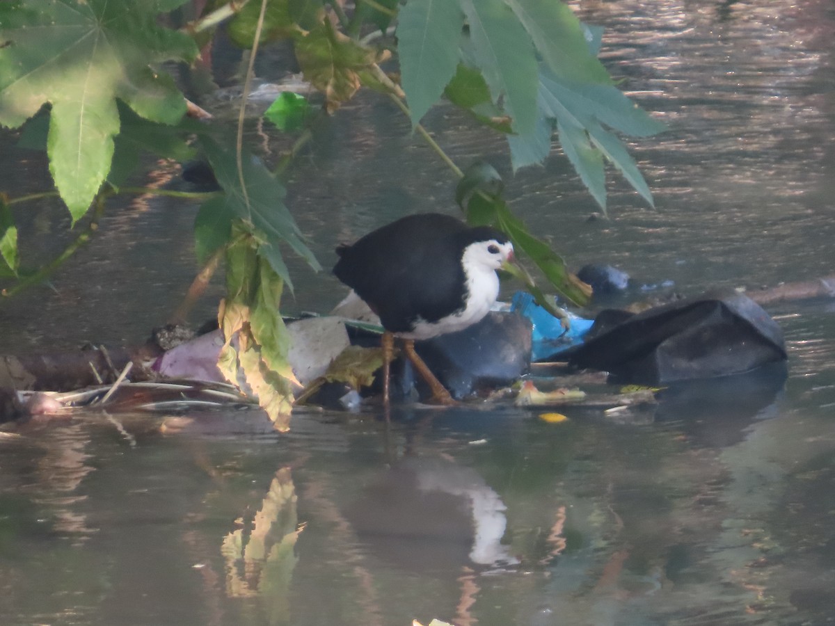 Weißbrust-Kielralle - ML646238622