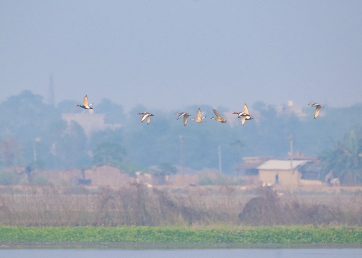 Kolbenente - ML646238623